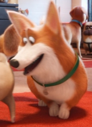 Корги (Тайная жизнь домашних животных)