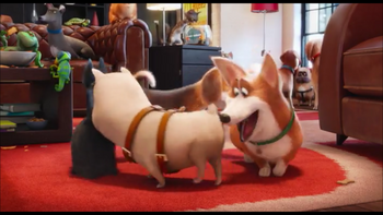 Корги (Тайная жизнь домашних животных)