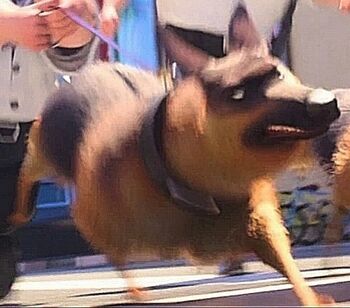 Собака немецкая овчарка