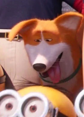 Файл:Pembroke Welsh Corgi.webp